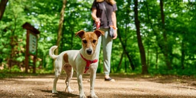 Jack Russell Terrier in einem Park