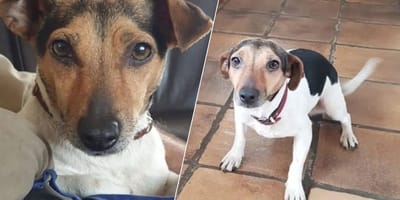 Jack Russel Lotje is al 2 weken vermist sinds inbraak in Baarle-Nassau