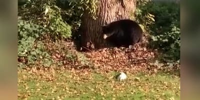 Jack Russell Terrier und ein Bär