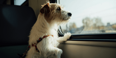 Jack Russell looking out of train window