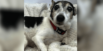 Jack Russell lying in her bed