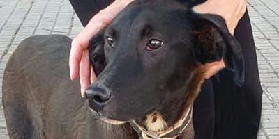 jackie-perro-en-adopcion