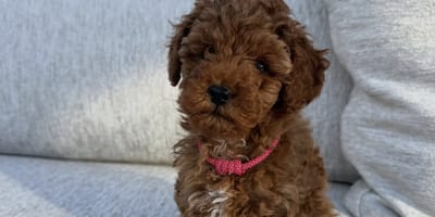 Jan Bauer en gezin hebben een nieuwe pup