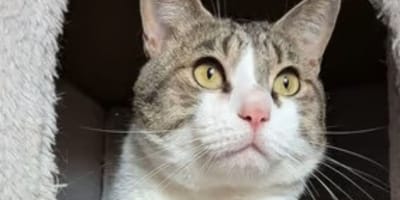 jason-gato-en-adopcion-valladolid