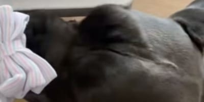 Jax le Cane Corso