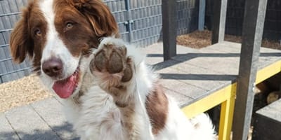 Jena is op zoek naar iemand die haar wil adopteren. Ben jij diegene?