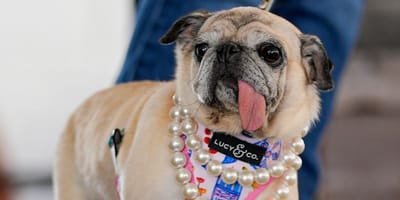 Jinny Lu