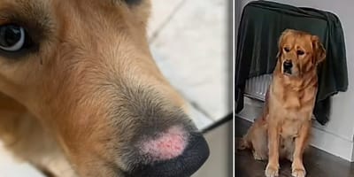 Joey probeert zijn eigen plas op te ruimen, met alle gevolgen van dien