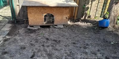 Jonge hond in Alkmaar ernstig verwaarloosd in veel te klein hok