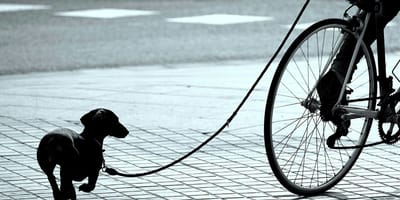 jongeren slepen hond achter fatbike, melden zich later bij politie