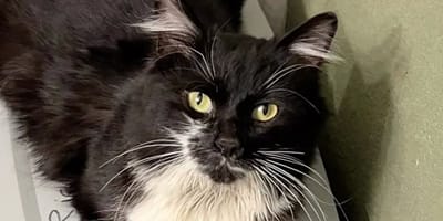 Josie, die Streunerkatze