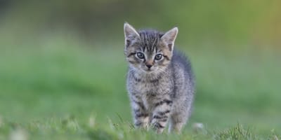 Jeune Felis silvestris