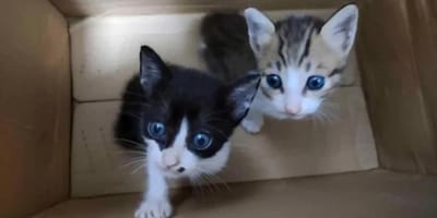 Junge Katzen in einem Karton