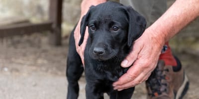 Junger schwarzer Labrador