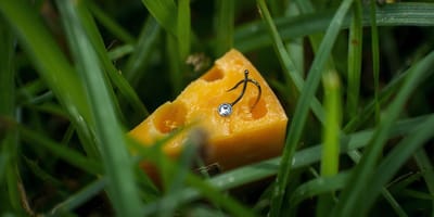 Käse im Gras mit Haken