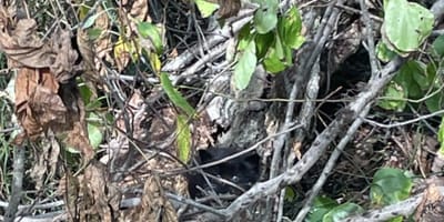 Gatitos entre la maleza