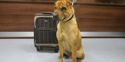 Kai le Sharpei assis à la gare