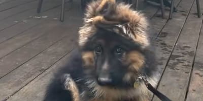 Kaiser le chiot