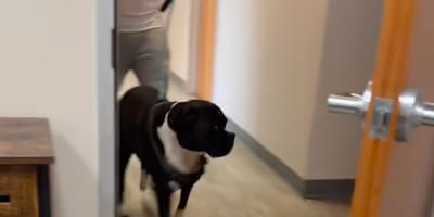 De hond Kane