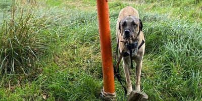 Kangal ausgesetzt