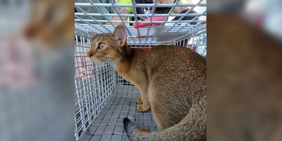 Kapitein ontdekt kat op zijn schip richting Vlissingen