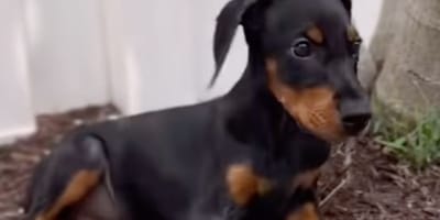 Karma le chiot