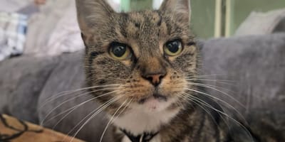 Kat Coco ingeslapen na zware mishandeling