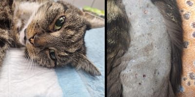 Kat Coco verminkt en mishandeld in Voorschoten