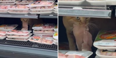 Kat gaat viraal na stelen van rauwe kip uit supermarkt