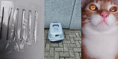Kat gedumpt met ventilatieroosters afgeplakt