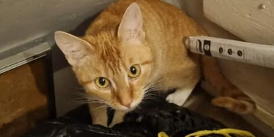 Kat in meterkast achtergelaten, baasjes op vakantie