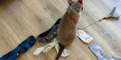 Kat Leo en zijn buit met sokken en ondergoed die hij gestolen heeft