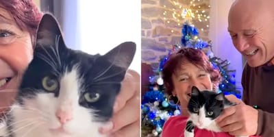 Kat loopt 250 kilometer van Spanje naar Frankrijk om thuis te komen