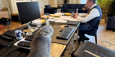 Kat Maximus de nieuwe rechterhand van Bart de Wever