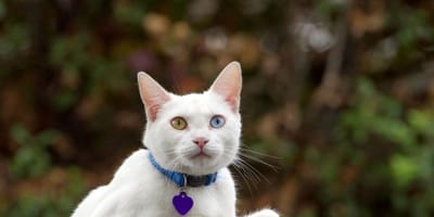 kat met hangertje met naam