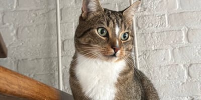 Kat Mosch beschoten met vuurwapen in Deurne