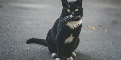Kat na 10 jaar weer thuis in Vlissingen