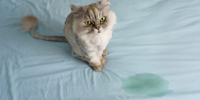 kat op bed geplast
