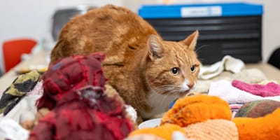 Kat Tosti uit België blijkt kleptomaan