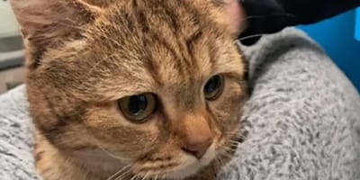 Kat "Willem van Oranje" in Voorburg geopereerd voor 7600 euro