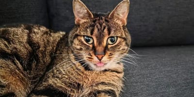 Kat Zwabber na 6 weken teruggevonden in Noorwegen