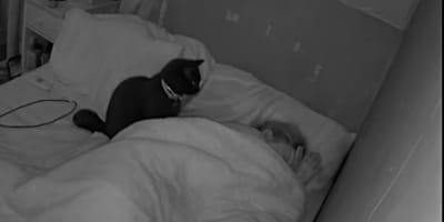 Kater beobachtet seine schlafende Halterin