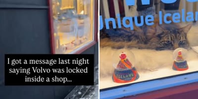 Kater im Schaufenster