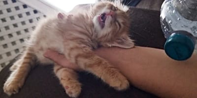 Kater Mango schläft tief und fest