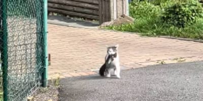 Kater mit Beute im Maul