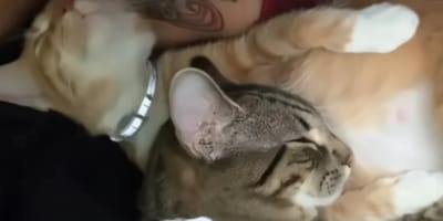 Kater Moose und seine Gefährtin