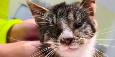 Kater Piccolo hat keine Augäpfel