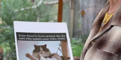 Kater Rocco wurde wohl von einem Wolf gefressen
