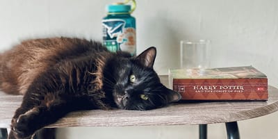 kattennamen geïnspireerd door boeken