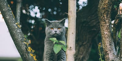 kattennamen geïnspireerd door de natuur